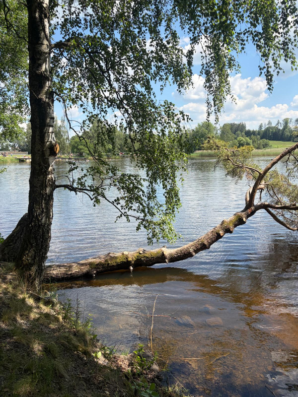 Pařezáč (Plačkovský rybník) - Foto č. 5